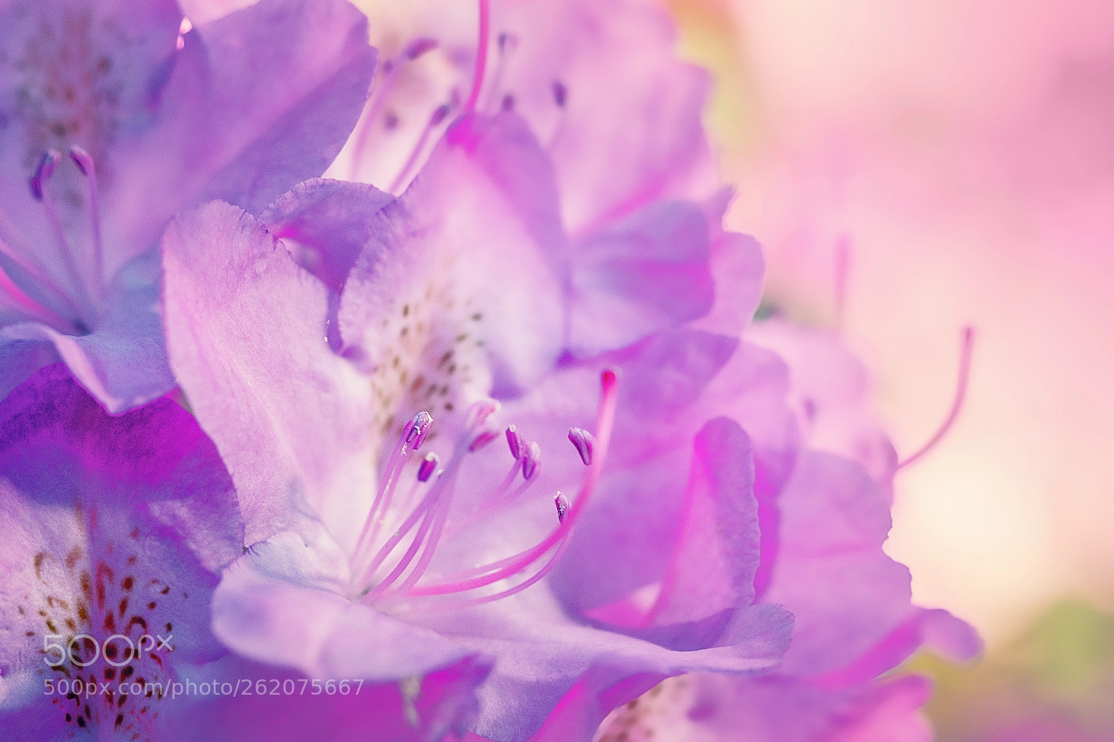 Olympus PEN-F sample photo. Rhododendron photography