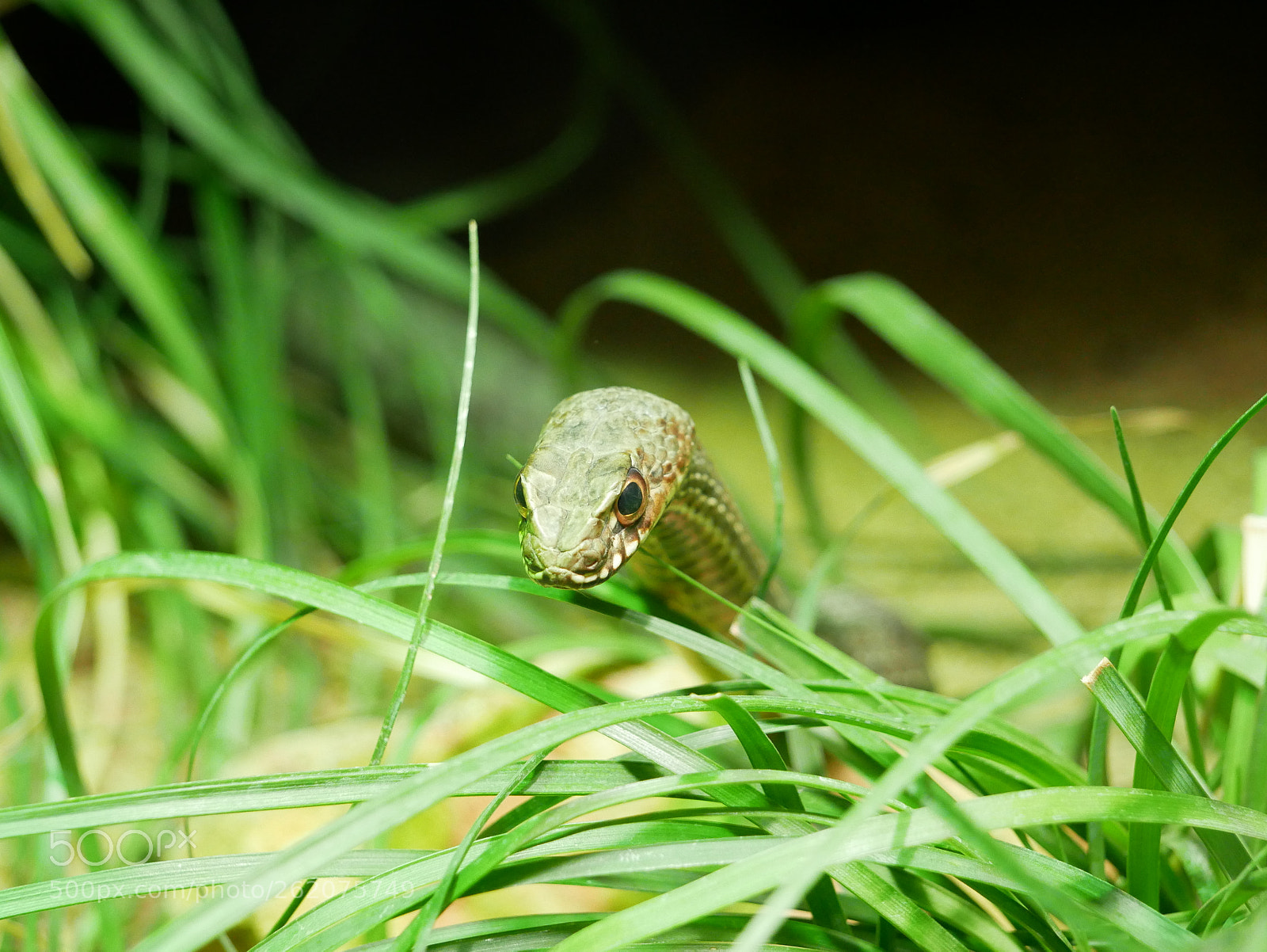 Panasonic Lumix DMC-G85 (Lumix DMC-G80) sample photo. Eastern montpellier (malpolon insignitus) photography