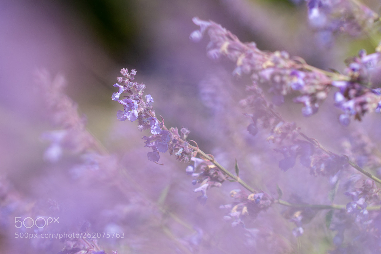 Canon EOS 70D sample photo. Catmint photography