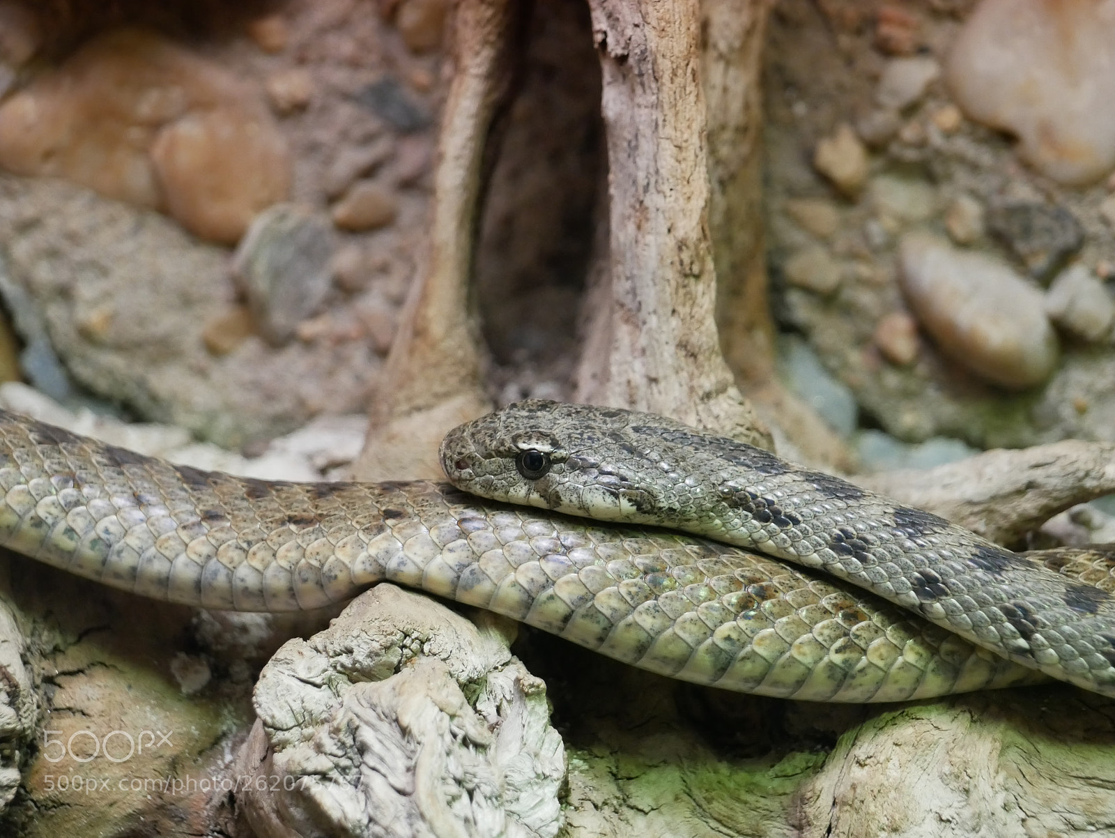 Panasonic Lumix DMC-G85 (Lumix DMC-G80) sample photo. Spotted whip snake hemorrhois photography