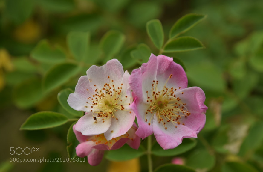 Nikon D3300 sample photo. Twins gemelos bli ni photography