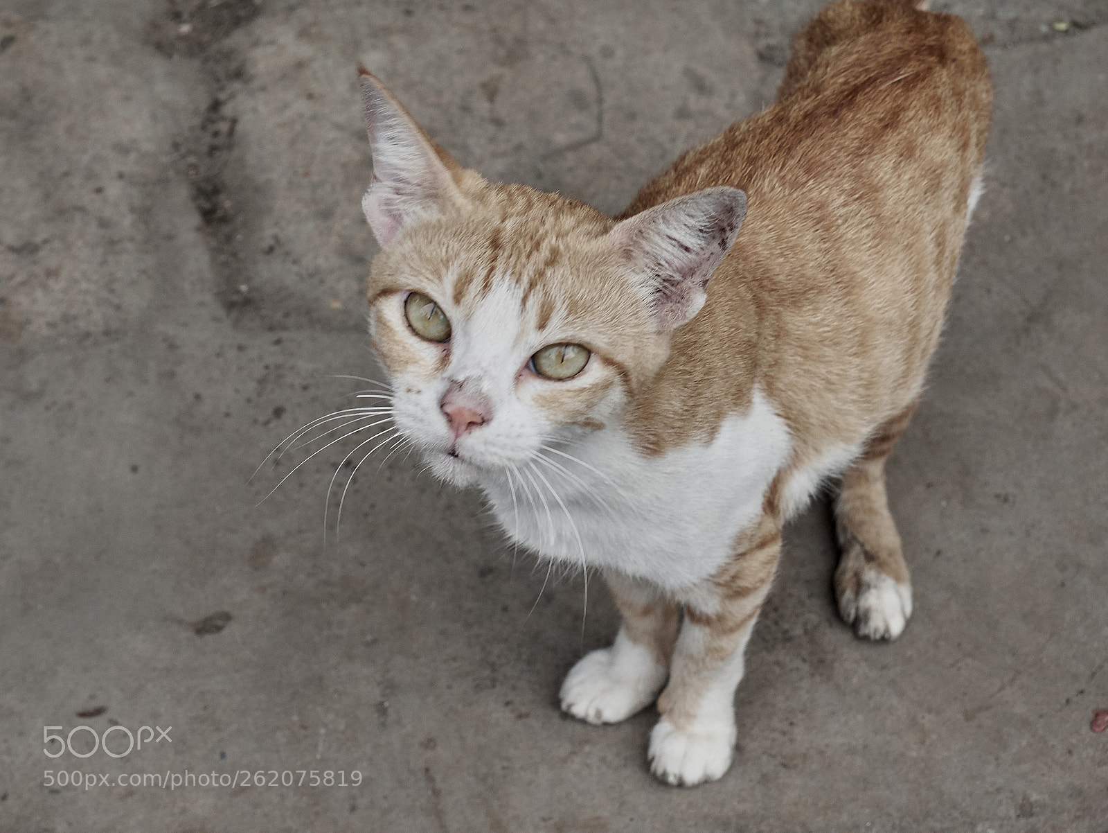 Panasonic Lumix DMC-G85 (Lumix DMC-G80) sample photo. Day 095 befriending stray photography