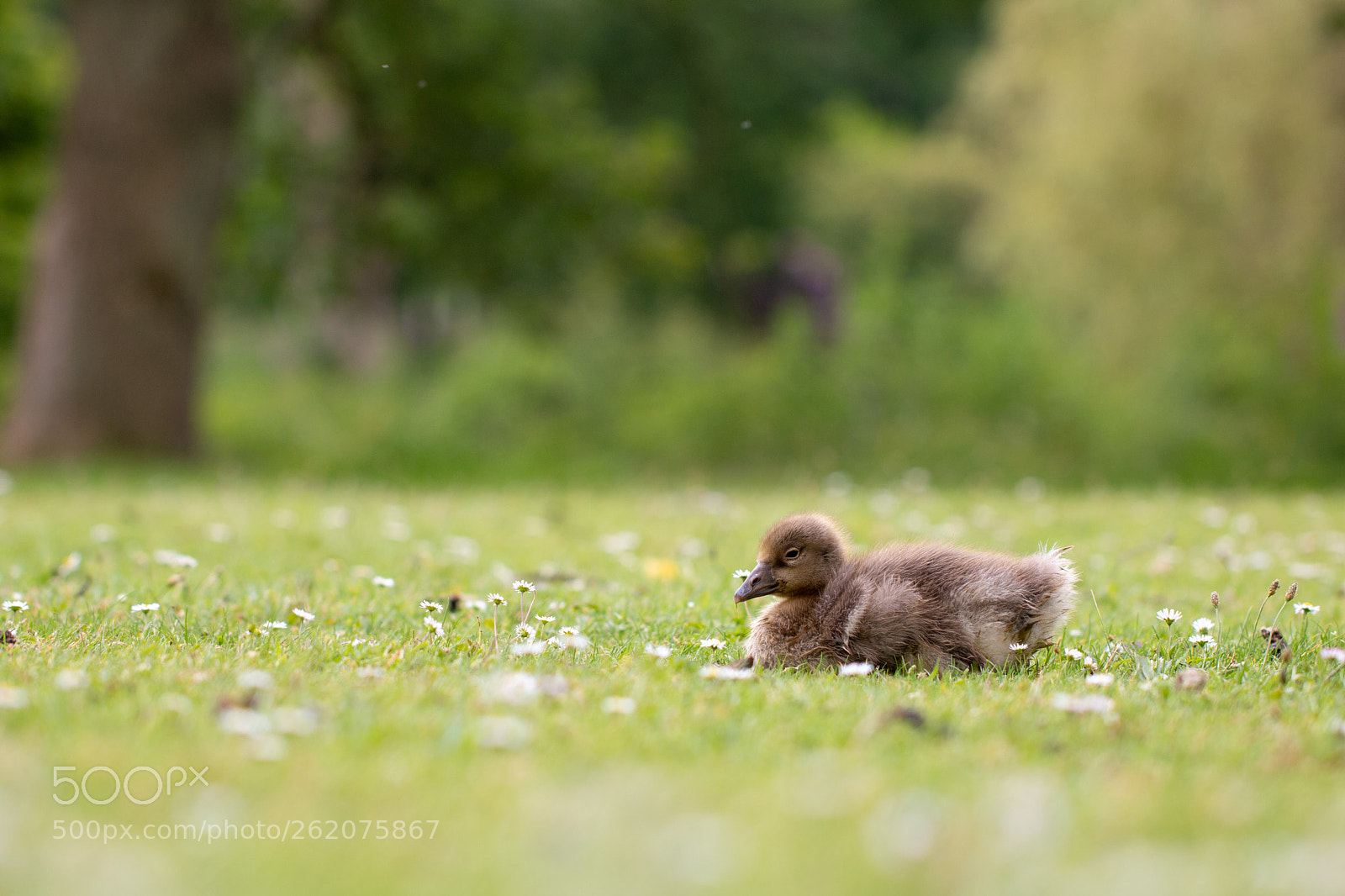 Canon EOS 70D sample photo. Baby greylag photography