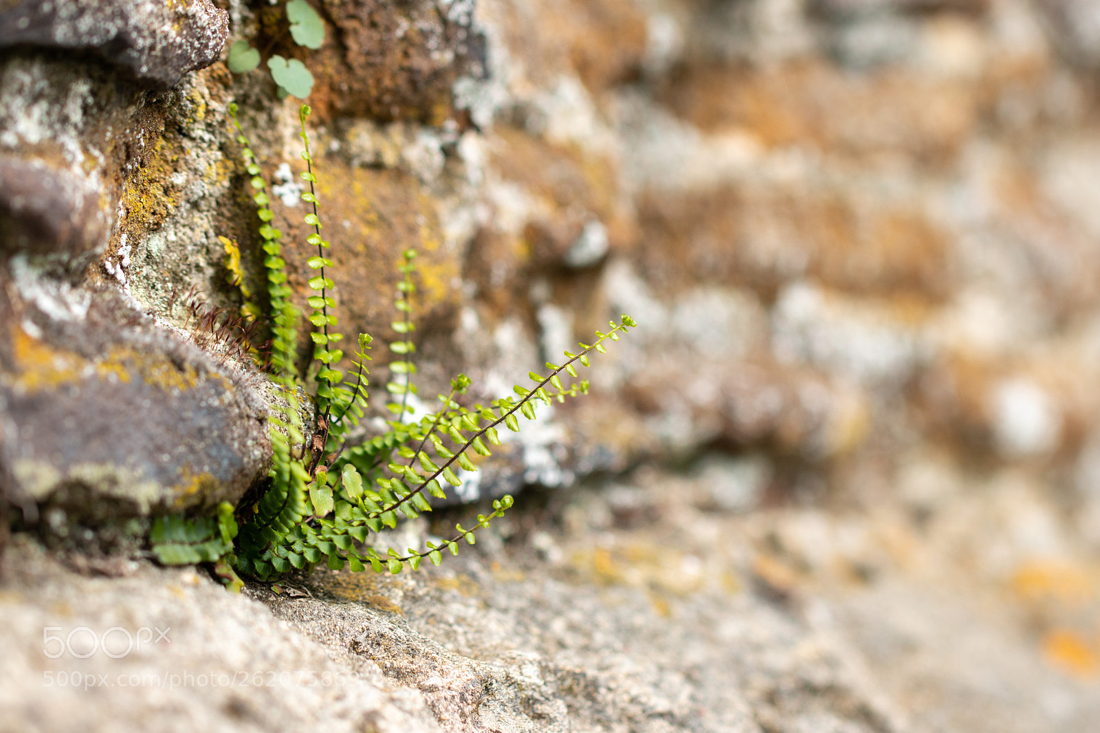 Canon EOS 70D sample photo. Wall fern photography