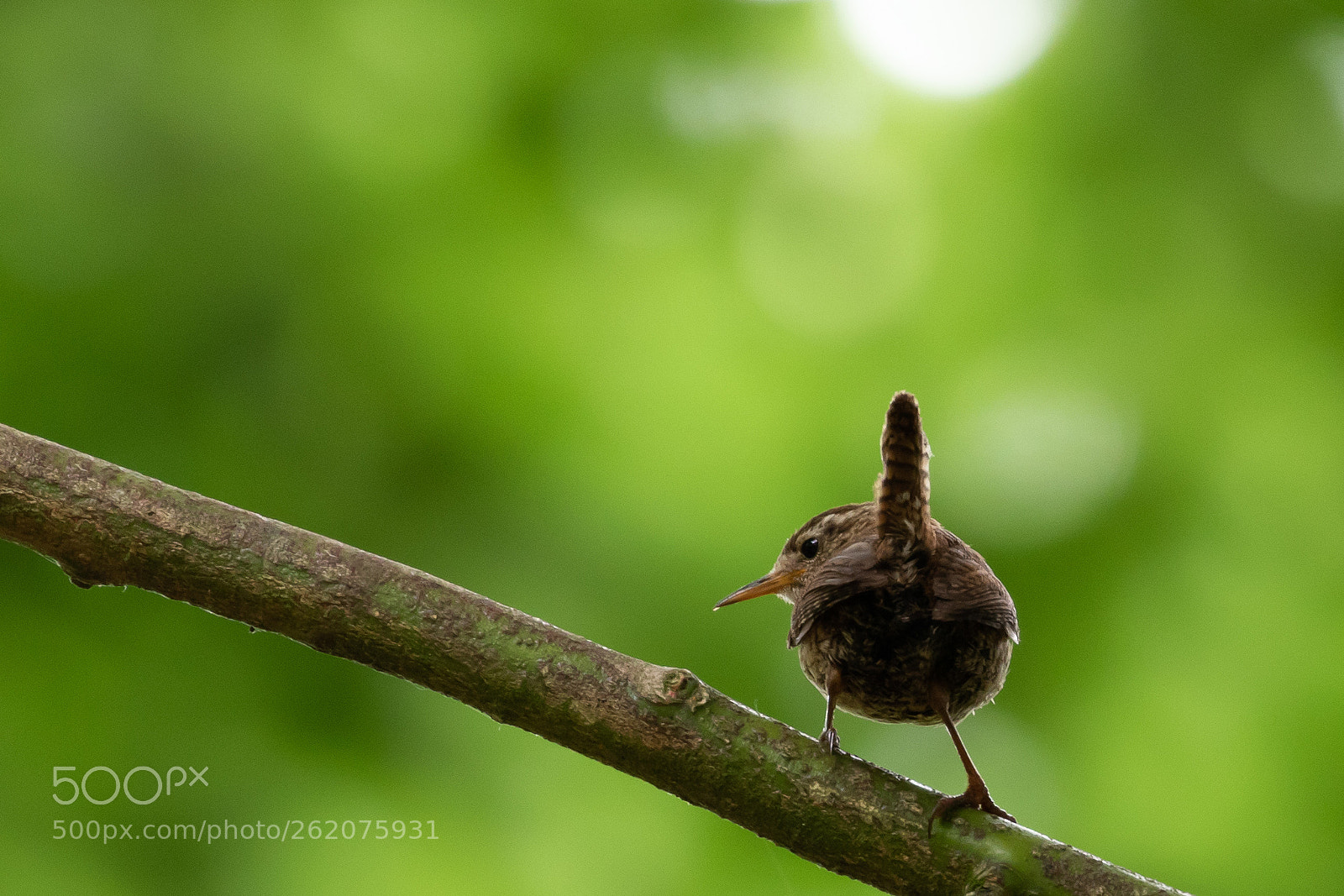 Canon EOS 7D Mark II sample photo. Untitled photography