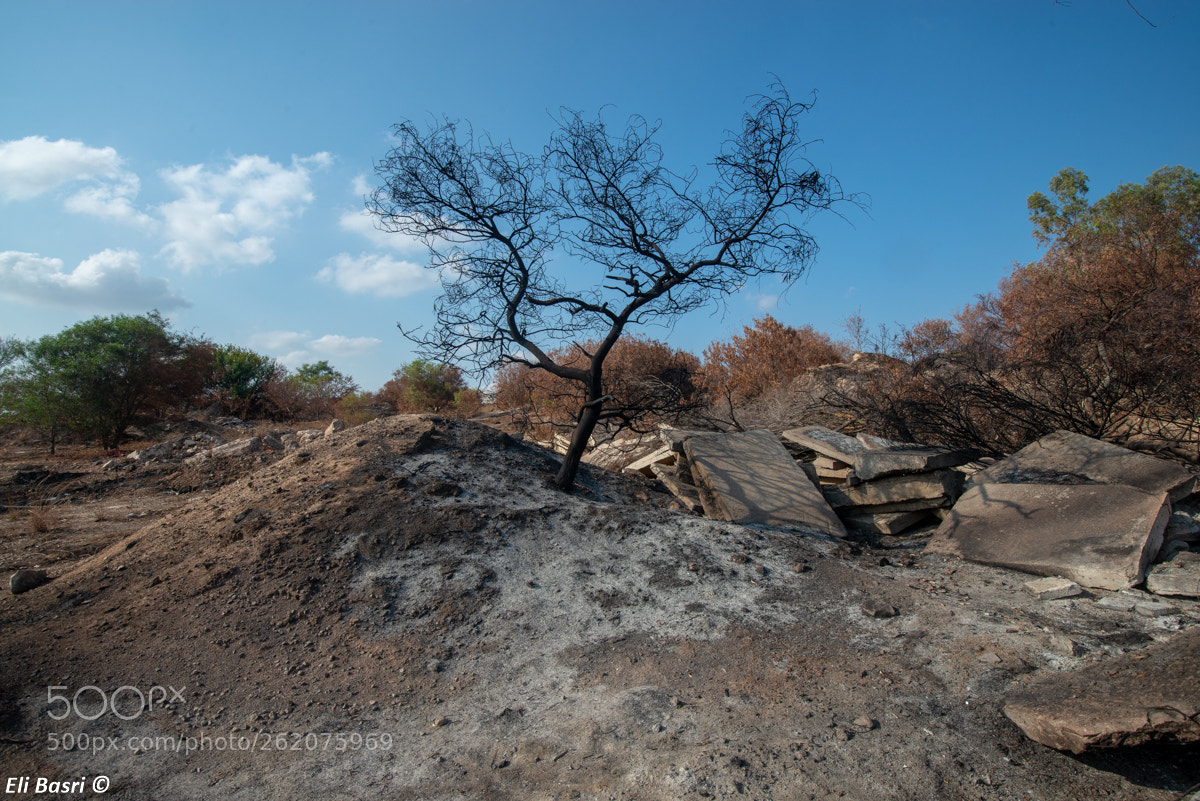 Nikon D800 sample photo. -- photography