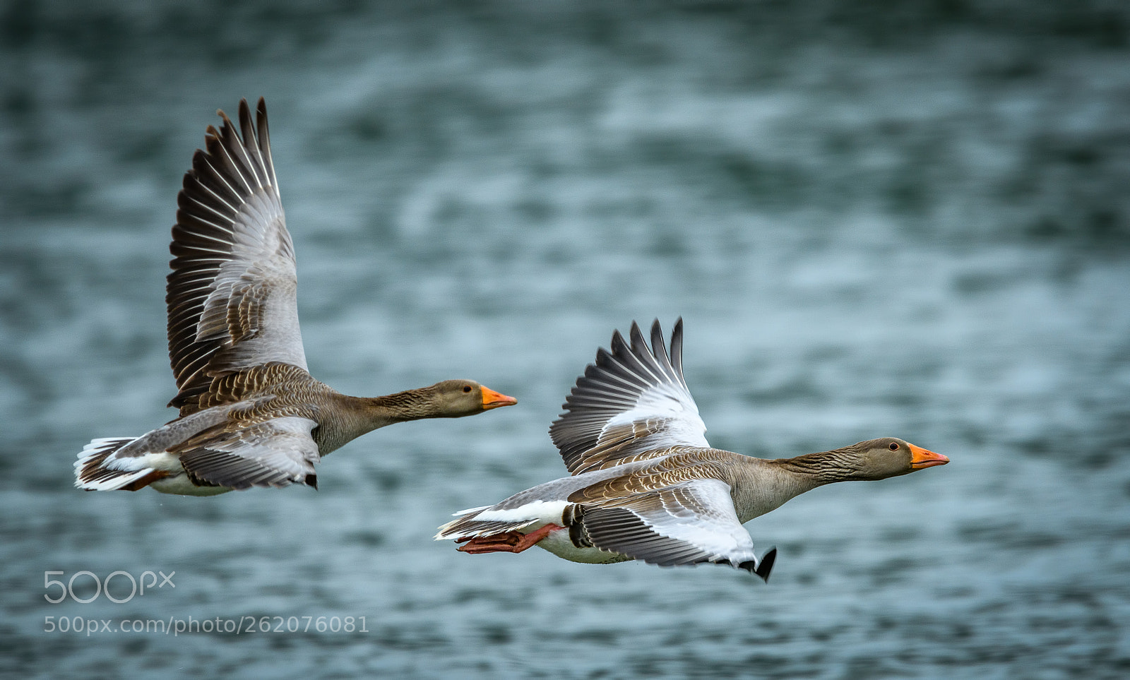 Nikon D850 sample photo. Greylags photography