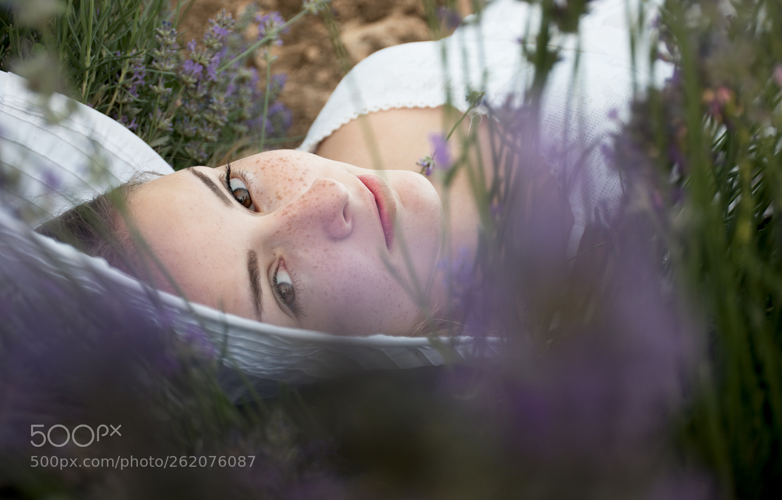 Nikon D5500 sample photo. Lavender symphony photography