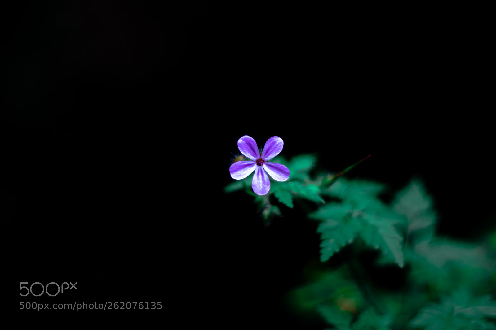 Nikon D3300 sample photo. Untitled photography