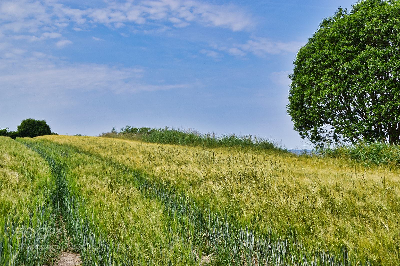 Nikon D3300 sample photo. Kornfeld photography