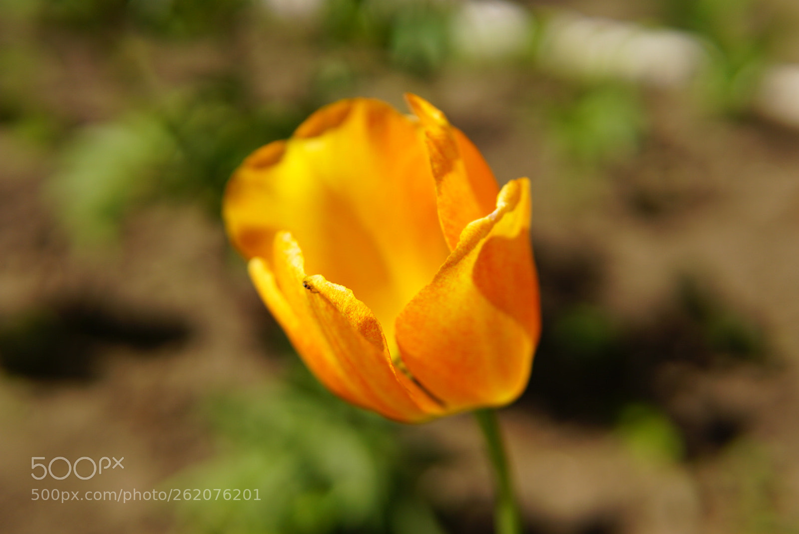 Sony a6000 sample photo. Orange tulip photography