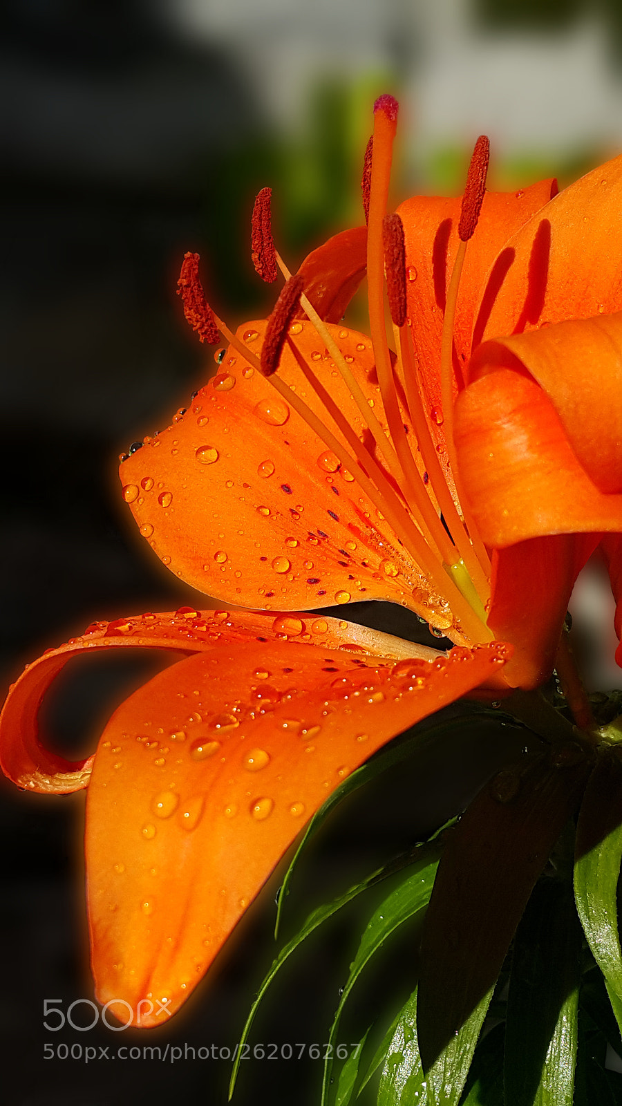 Samsung Galaxy Note4 sample photo. 336 photography