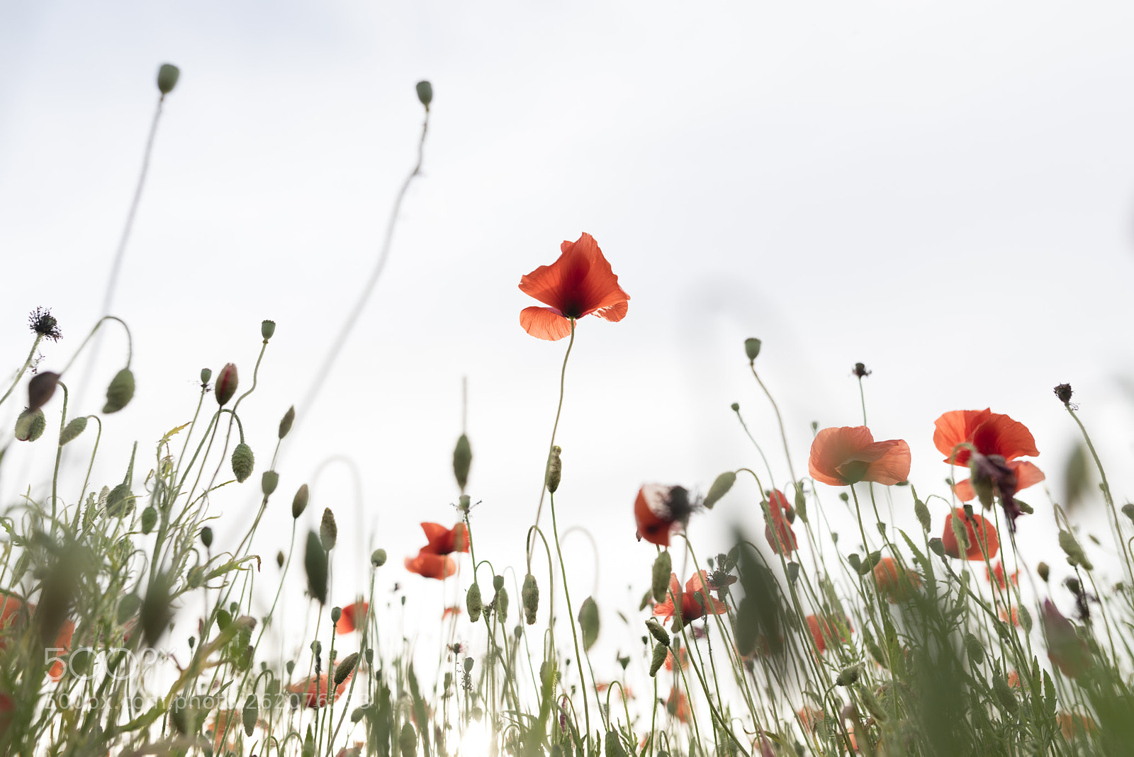 Nikon D750 sample photo. Fragile photography