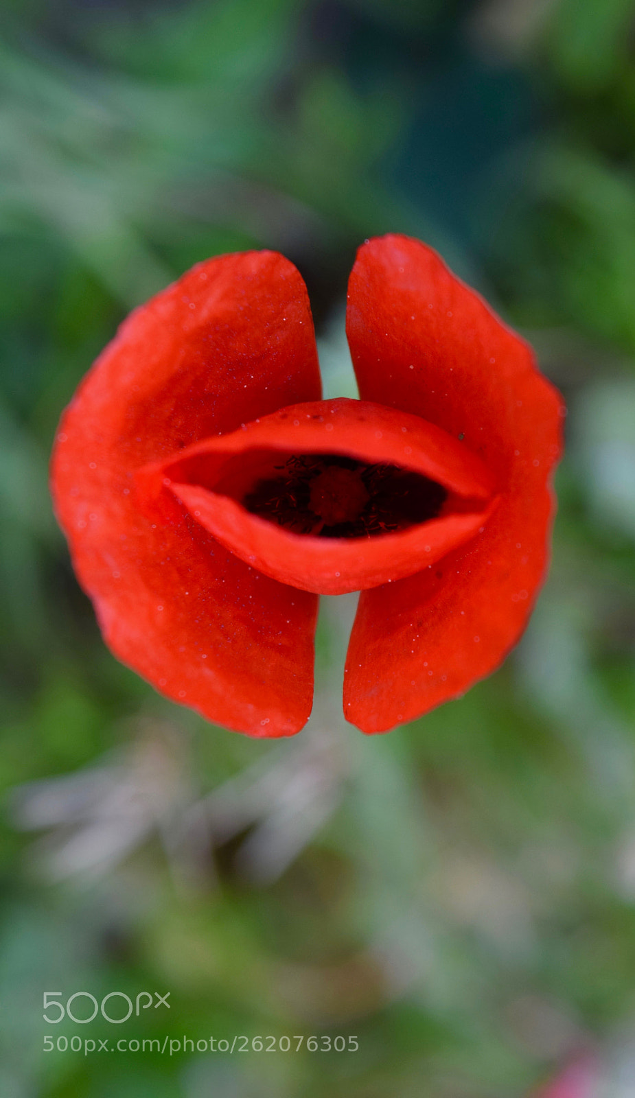 Nikon D3300 sample photo. Red poppy photography
