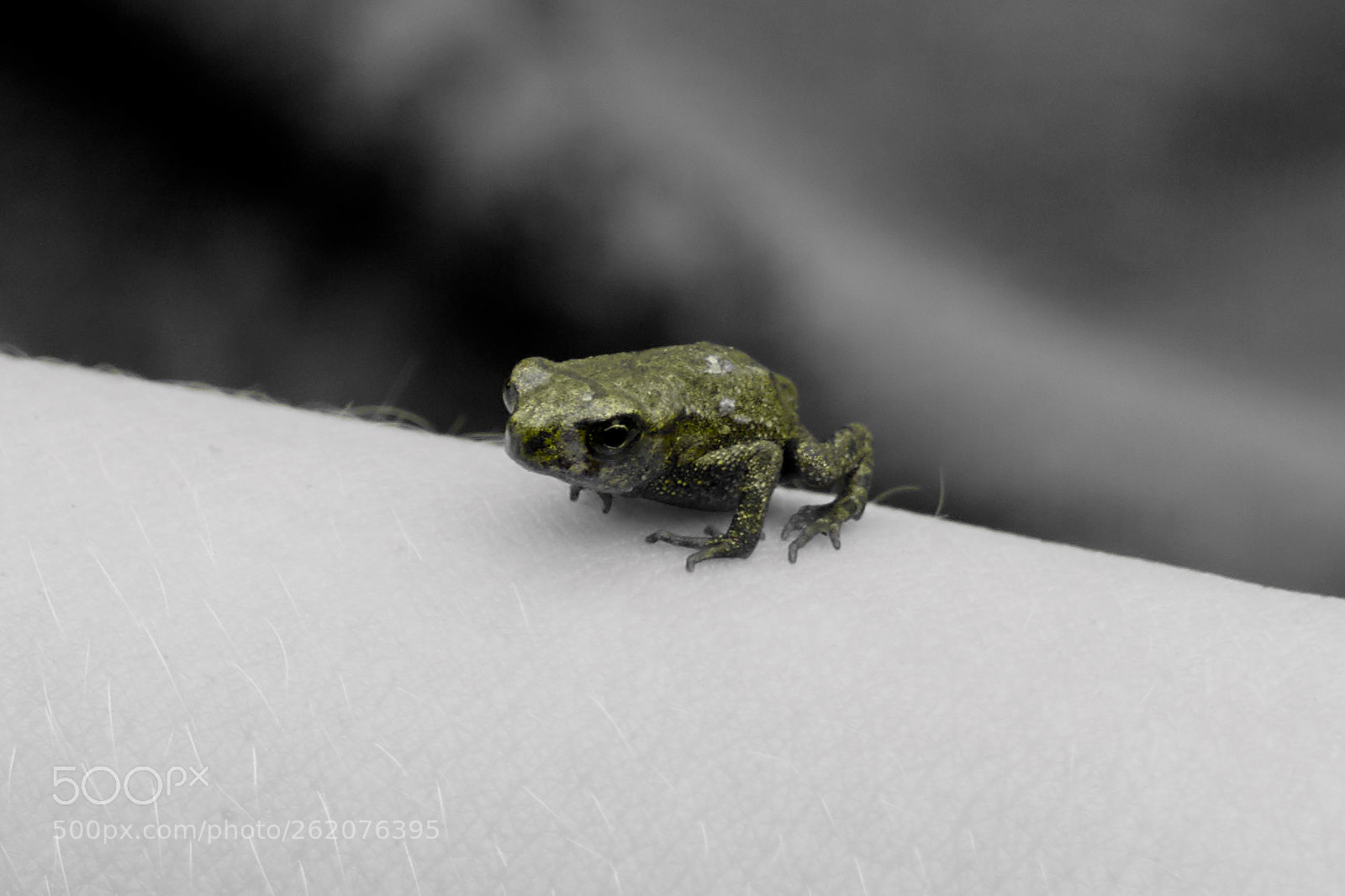 Sony a7R III sample photo. Little green one. photography