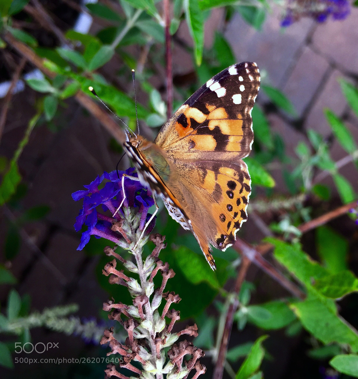 Apple iPhone 6 sample photo. Garden butterfly photography