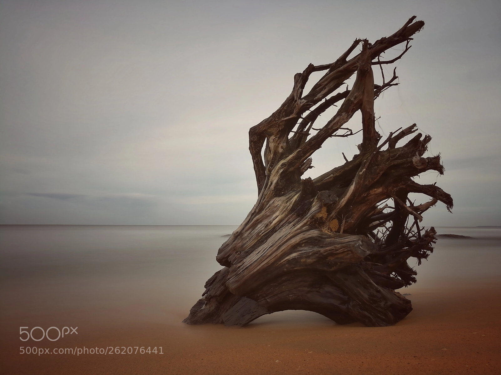 HUAWEI honor 6x sample photo. Tree trunk at the photography