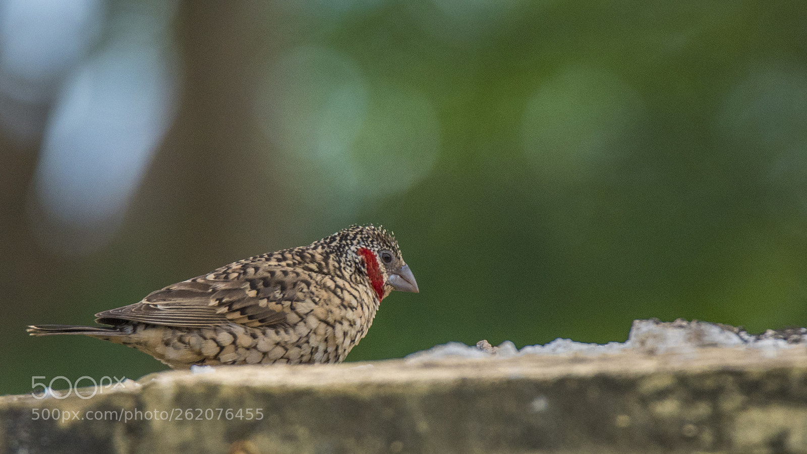 Nikon D750 sample photo. Cut-throat finch photography