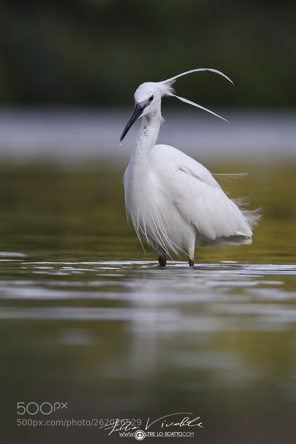 Canon EOS 5D Mark IV sample photo. Egret in the wind photography
