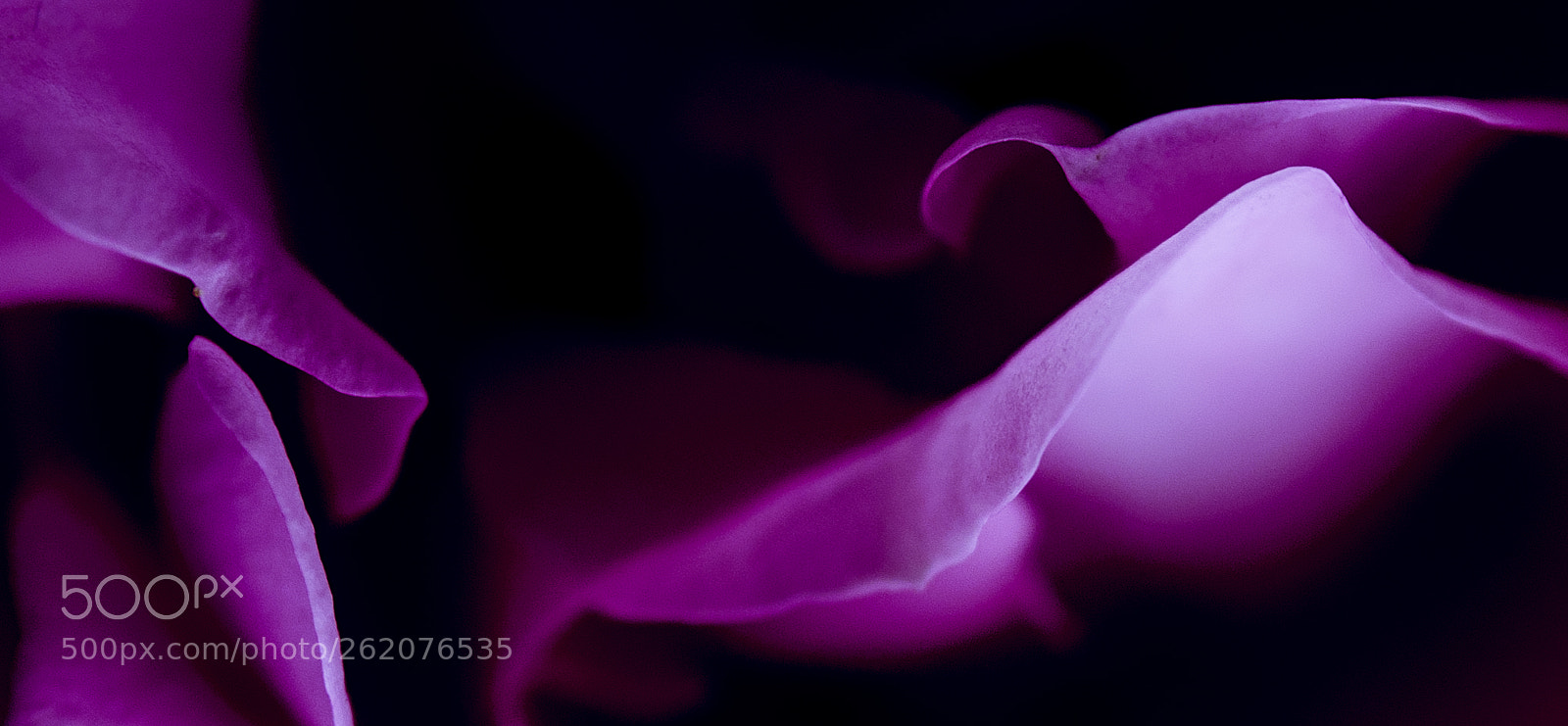 Nikon 1 V1 sample photo. The violet rose photography