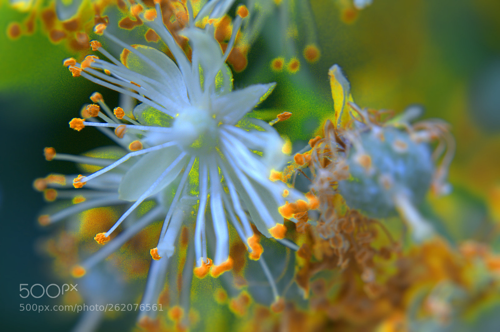 Nikon D3100 sample photo. Yellow-white photography