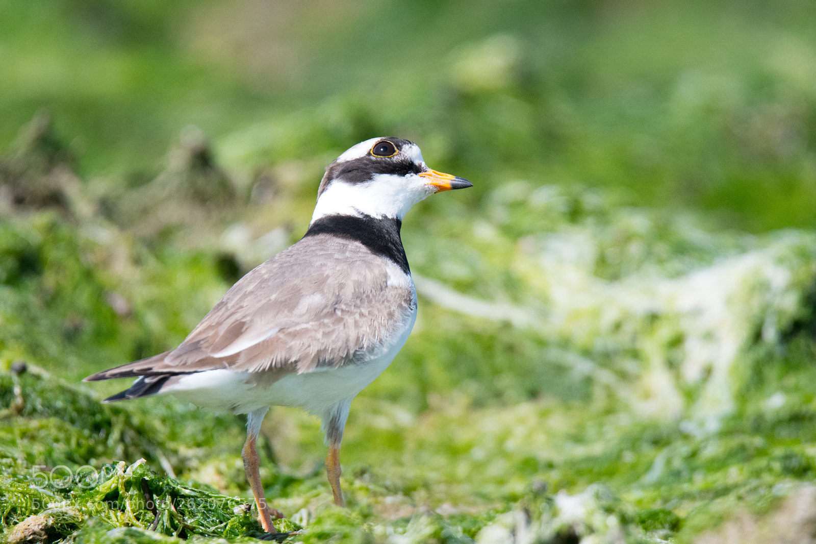 Nikon D500 sample photo. Ringed plover photography