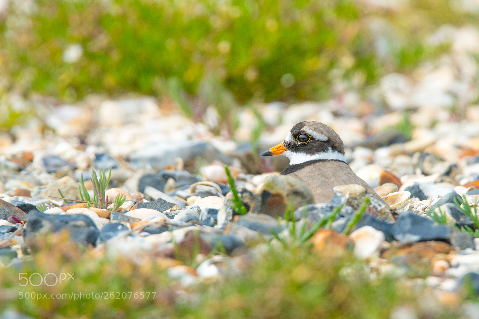 Nikon D500 sample photo. Ringed plover photography
