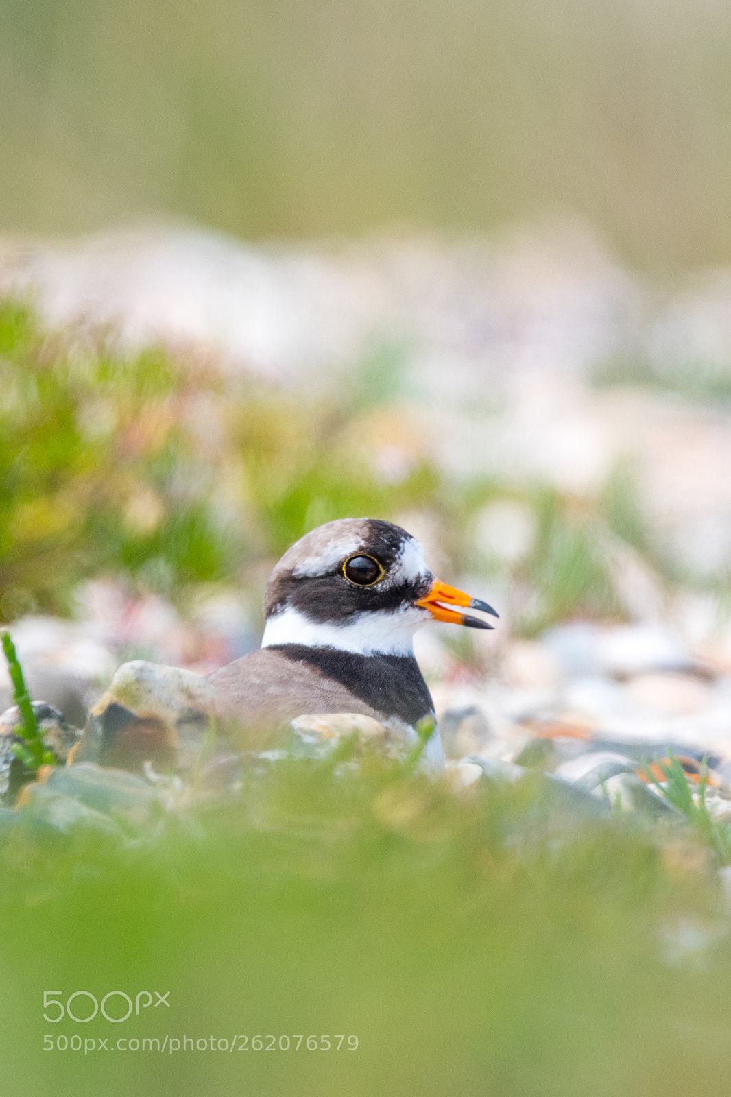 Nikon D500 sample photo. Ringed plover photography