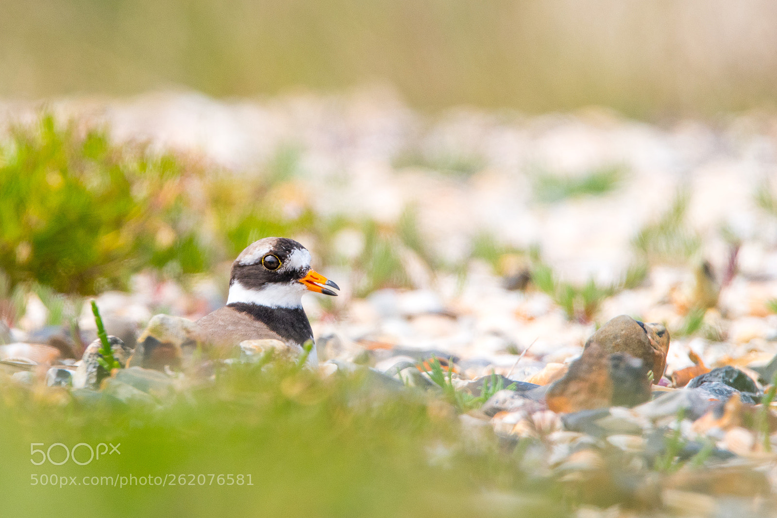 Nikon D500 sample photo. Ringed plover photography