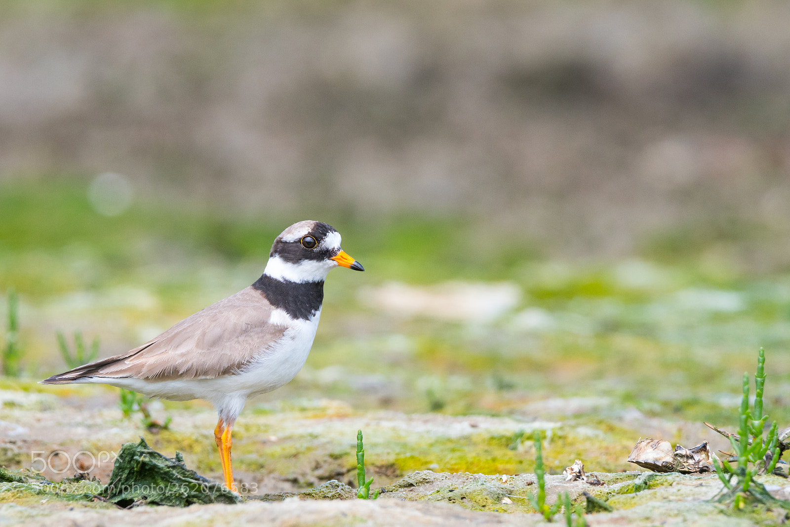 Nikon D500 sample photo. Ringed plover photography