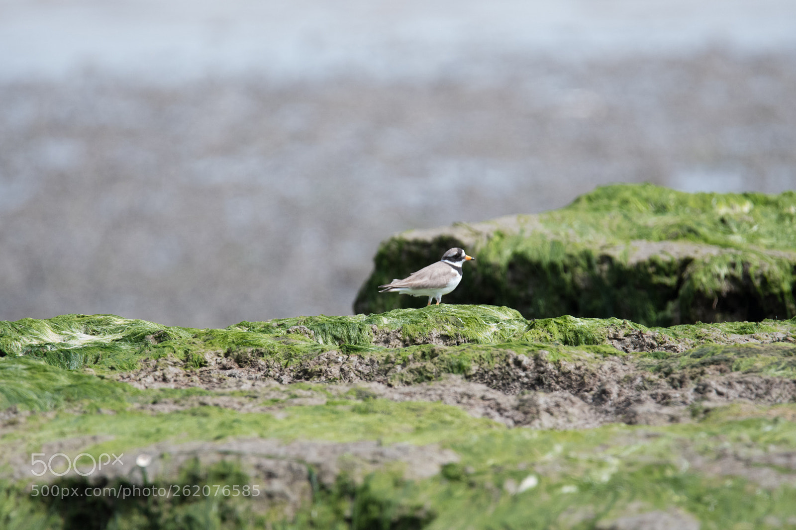Nikon D500 sample photo. Ringed plover photography