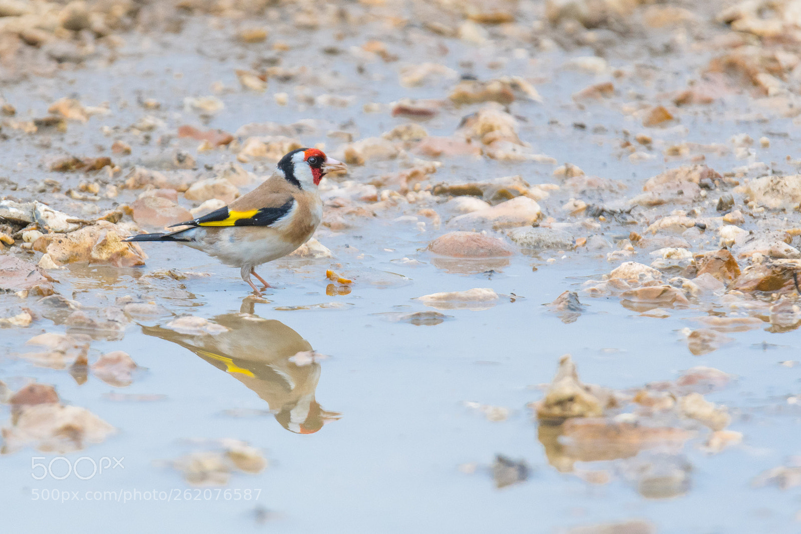 Nikon D500 sample photo. Goldfinch photography