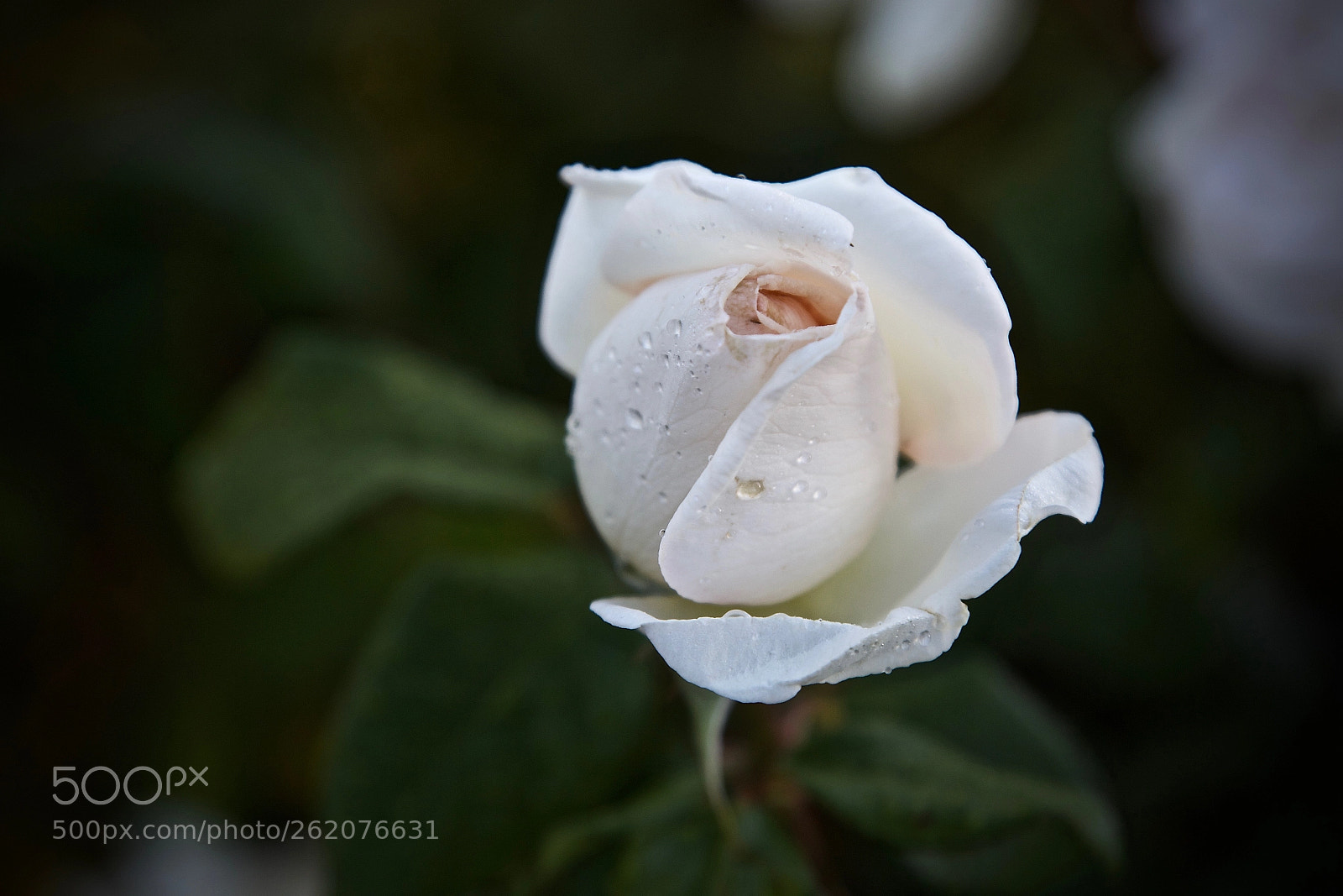 Canon EOS 6D sample photo. Morning rose #1 photography