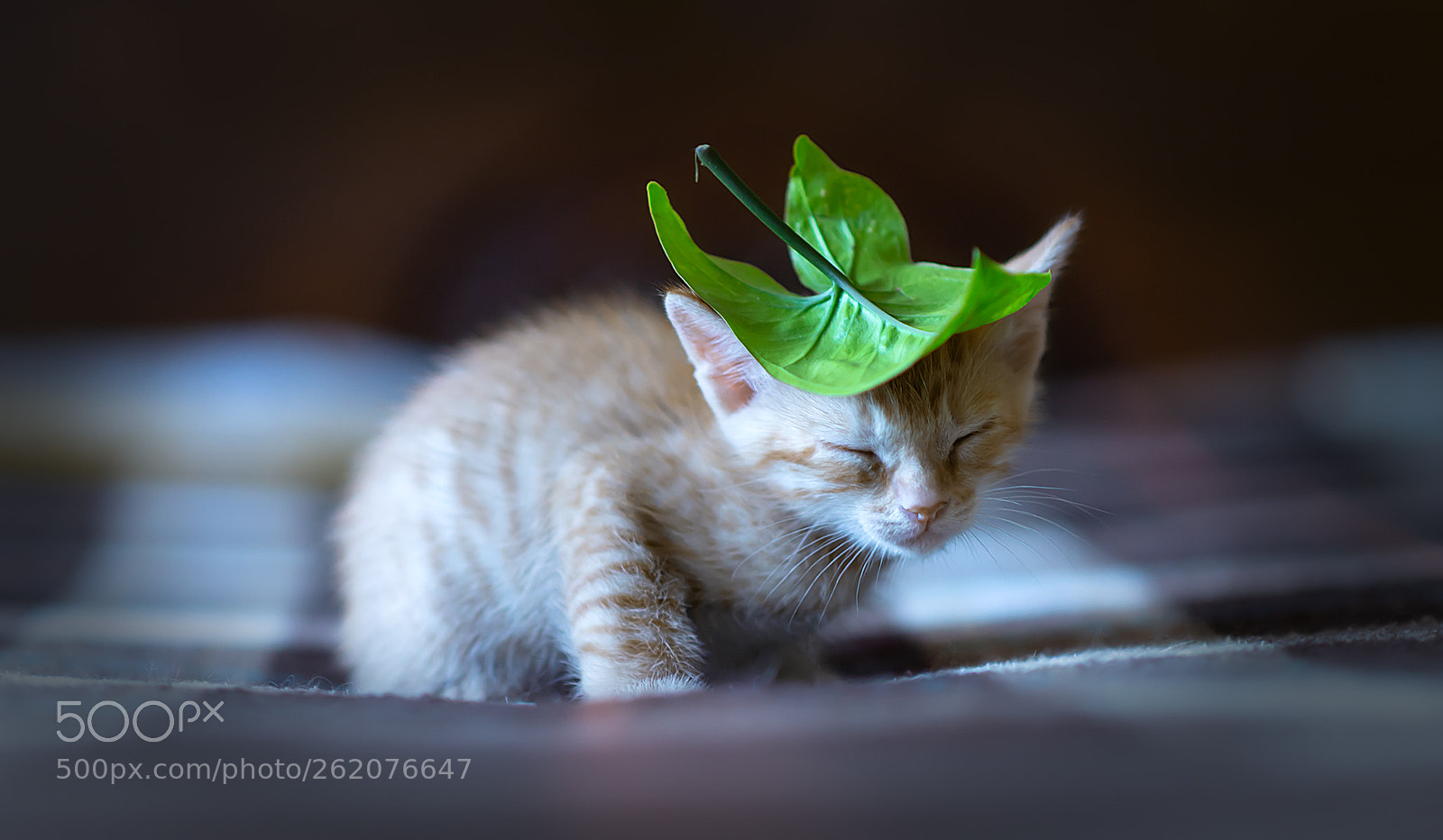Nikon D610 sample photo. Sleeper photography