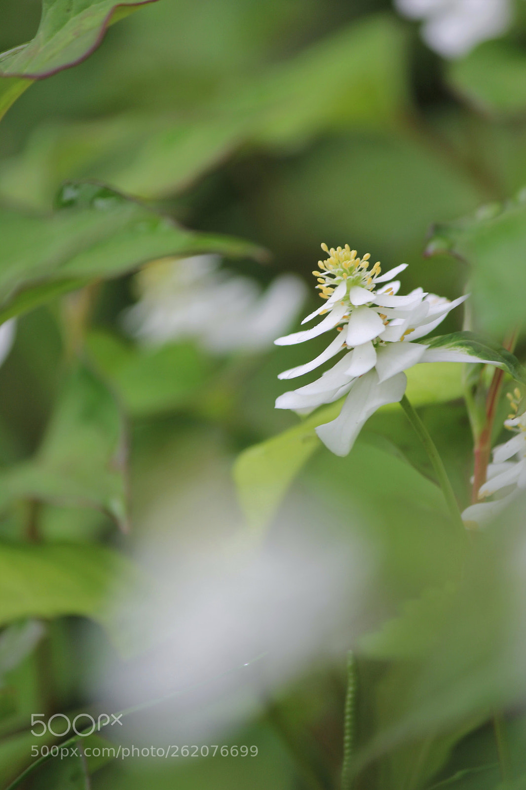 Canon EF-S 55-250mm F4-5.6 IS II sample photo. A double flower photography
