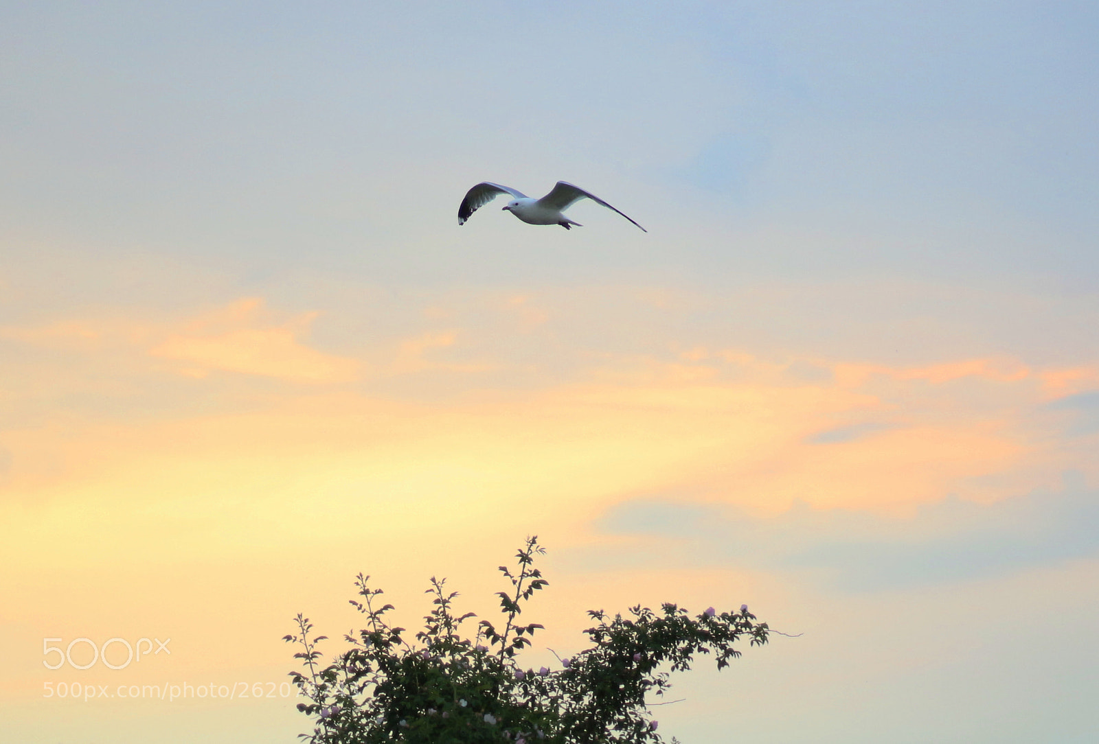 Canon EOS 100D (EOS Rebel SL1 / EOS Kiss X7) sample photo. Seagull (laridae) and sunset photography