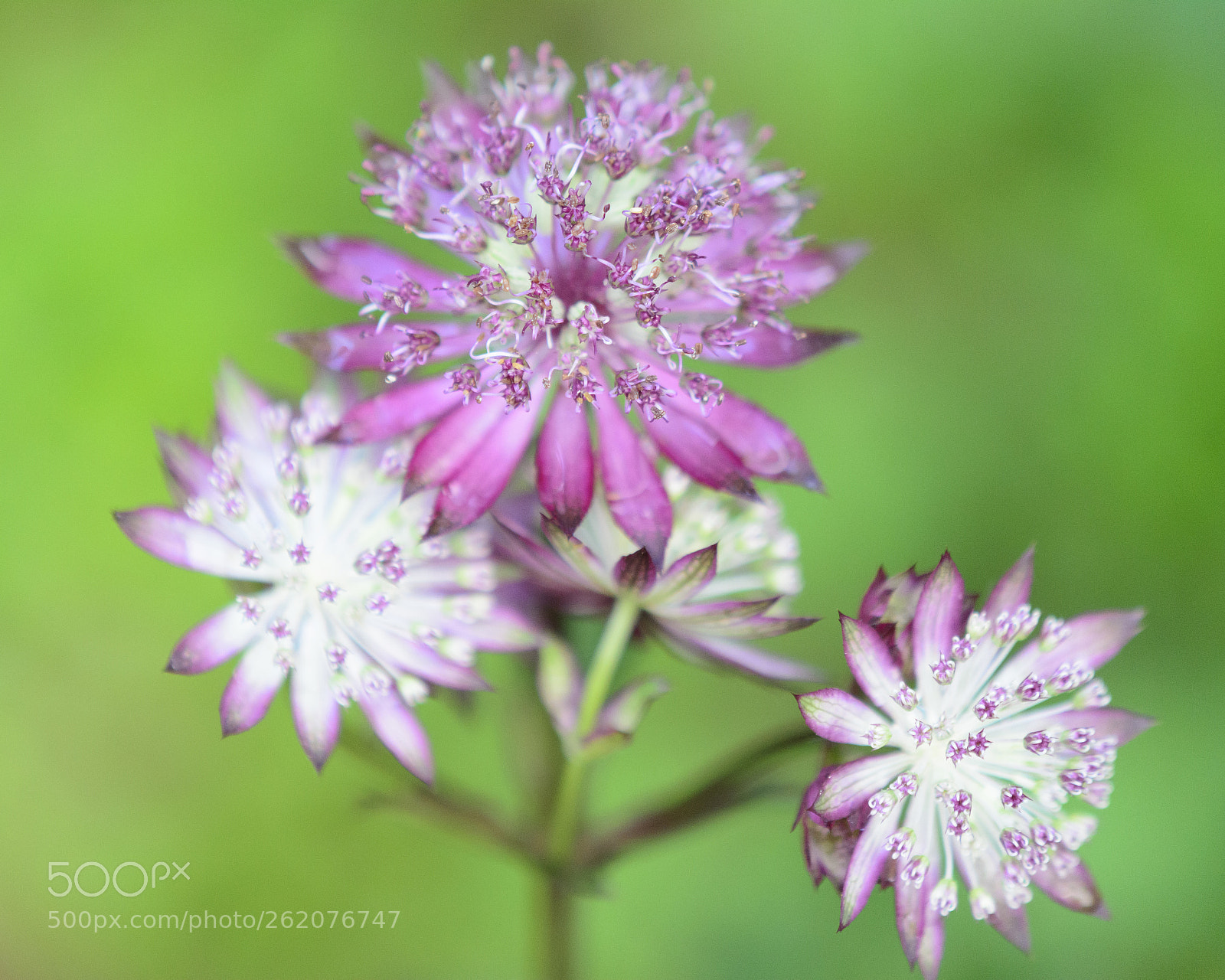 Nikon D7100 sample photo. Delicate astrantia major photography