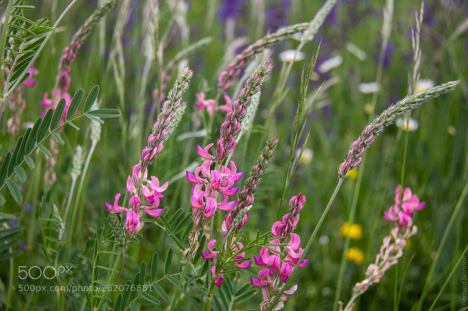 Canon EOS 60D sample photo. Fleurs sauvage / wild flowers photography