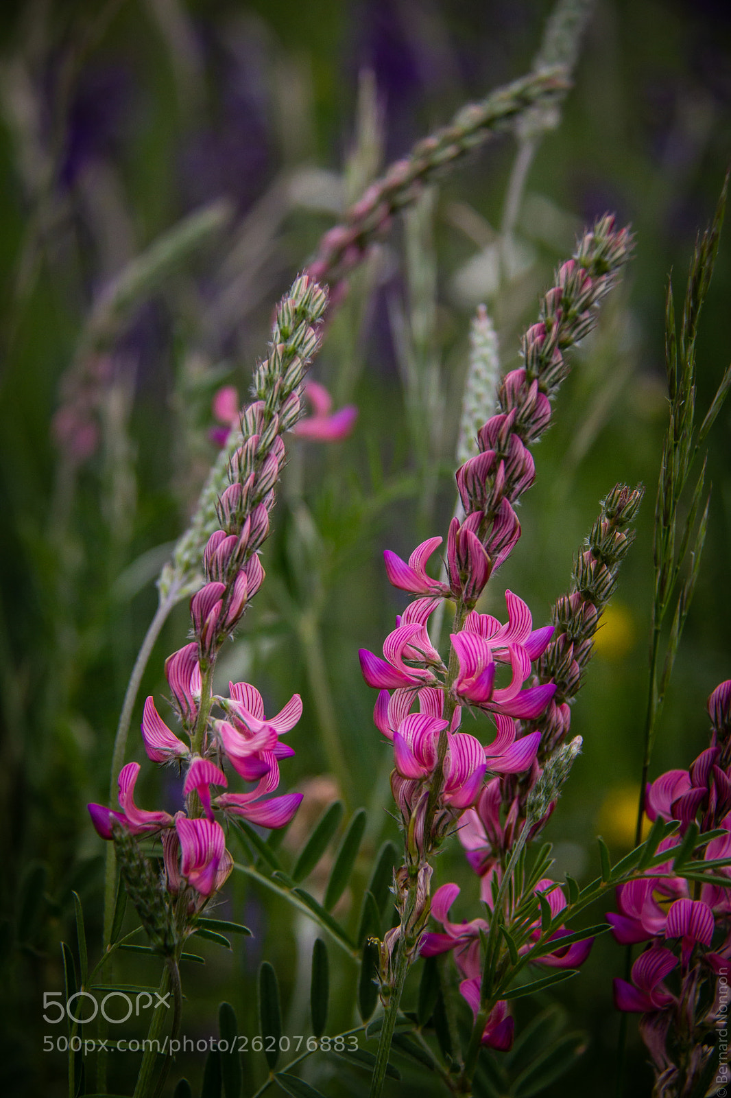 Canon EOS 60D sample photo. Fleurs sauvage / wild flowers photography