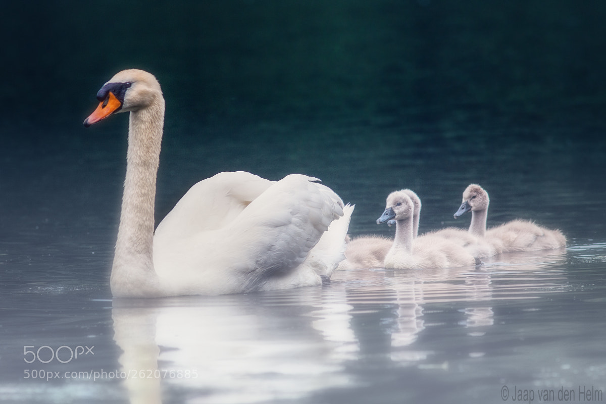 Canon EOS 70D sample photo. Swans photography
