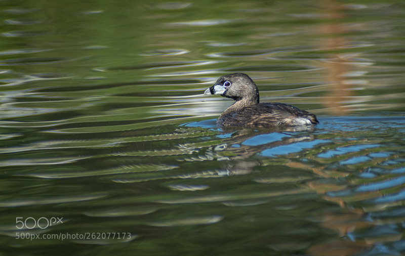 Nikon D7200 sample photo. Pied-billed grebe (podilymbus podiceps) photography