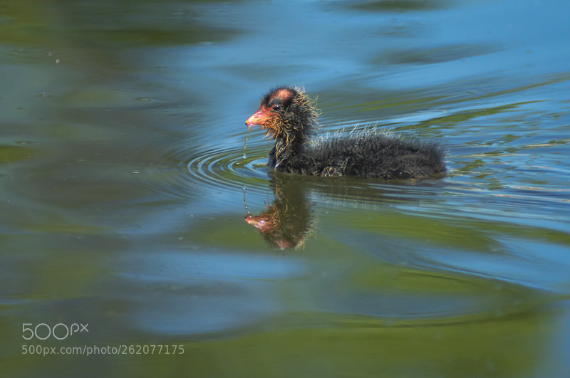 Nikon D7200 sample photo. Baby american coot photography