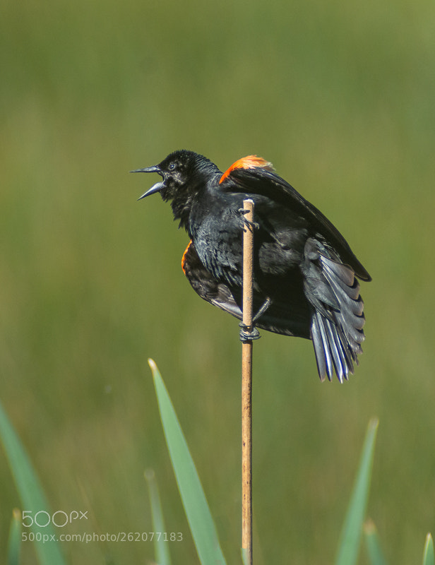 Nikon D7200 sample photo. Red winged blackbird photography