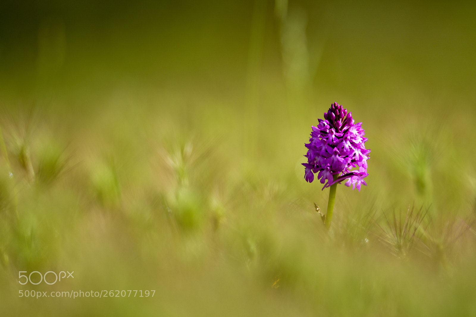 Nikon D7200 sample photo. Anacamptis pyramidalis photography