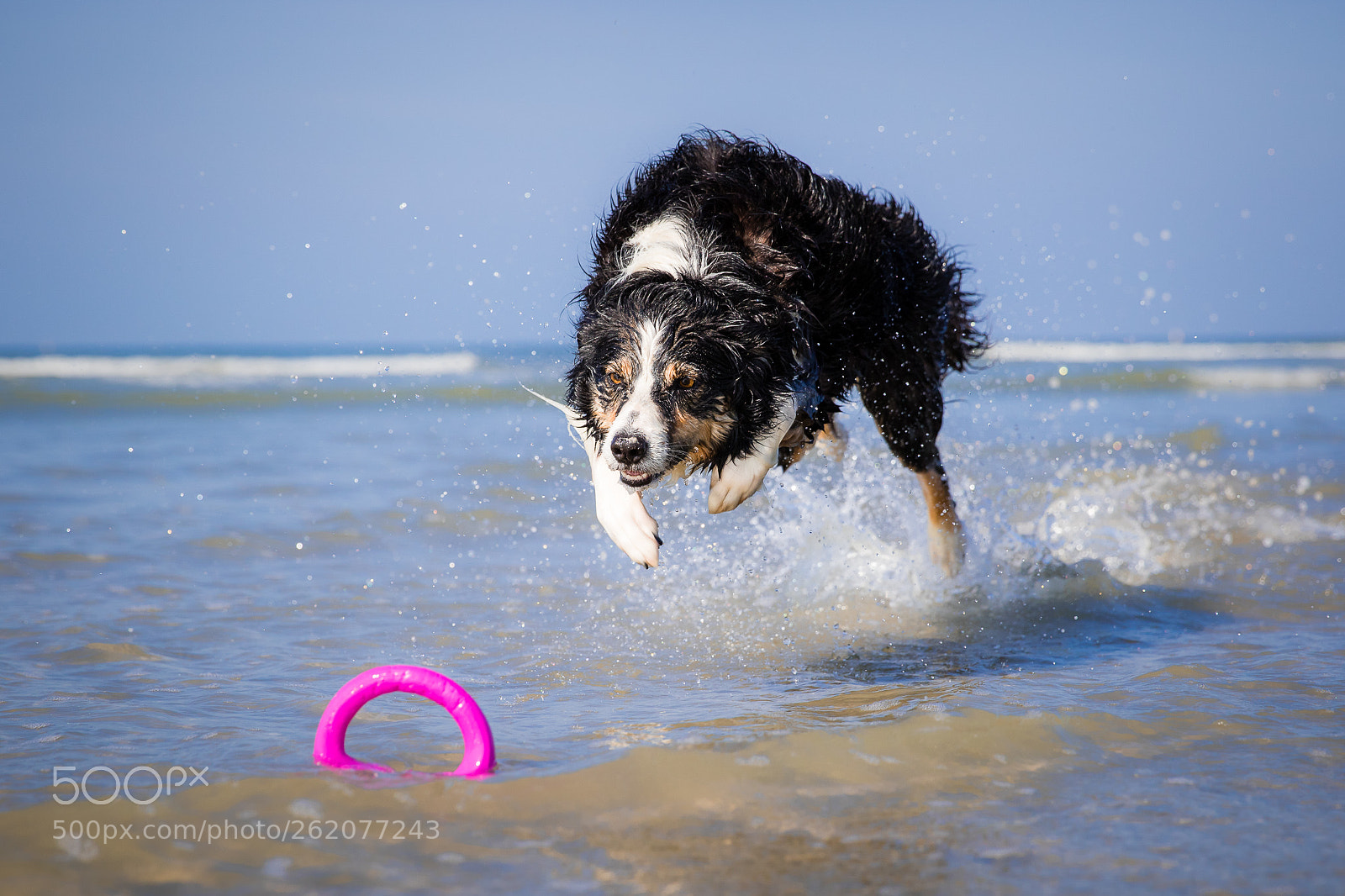 Canon EOS 7D Mark II sample photo. Focus... catch! photography