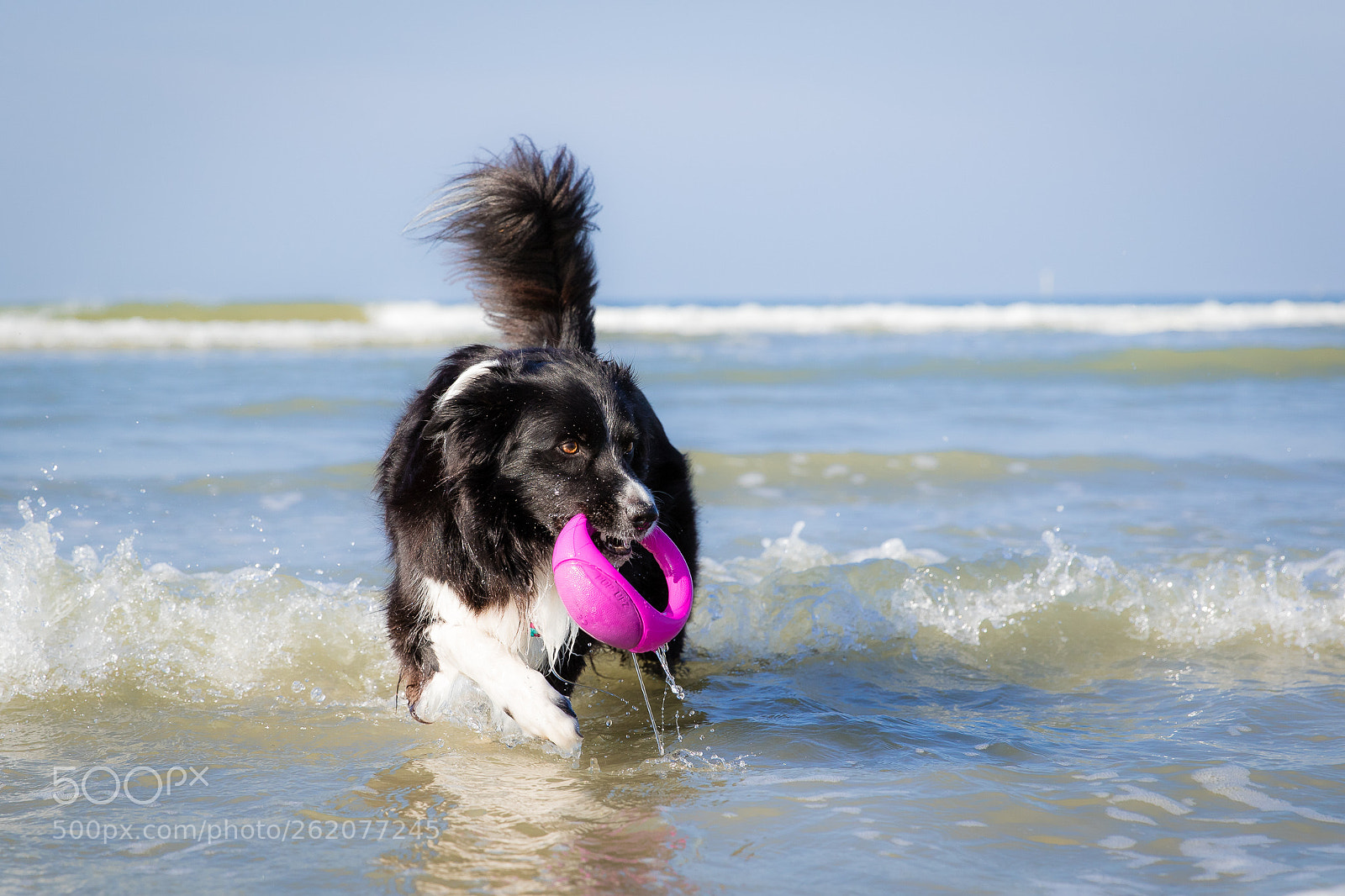 Canon EOS 7D Mark II sample photo. Help fetching the rogz photography