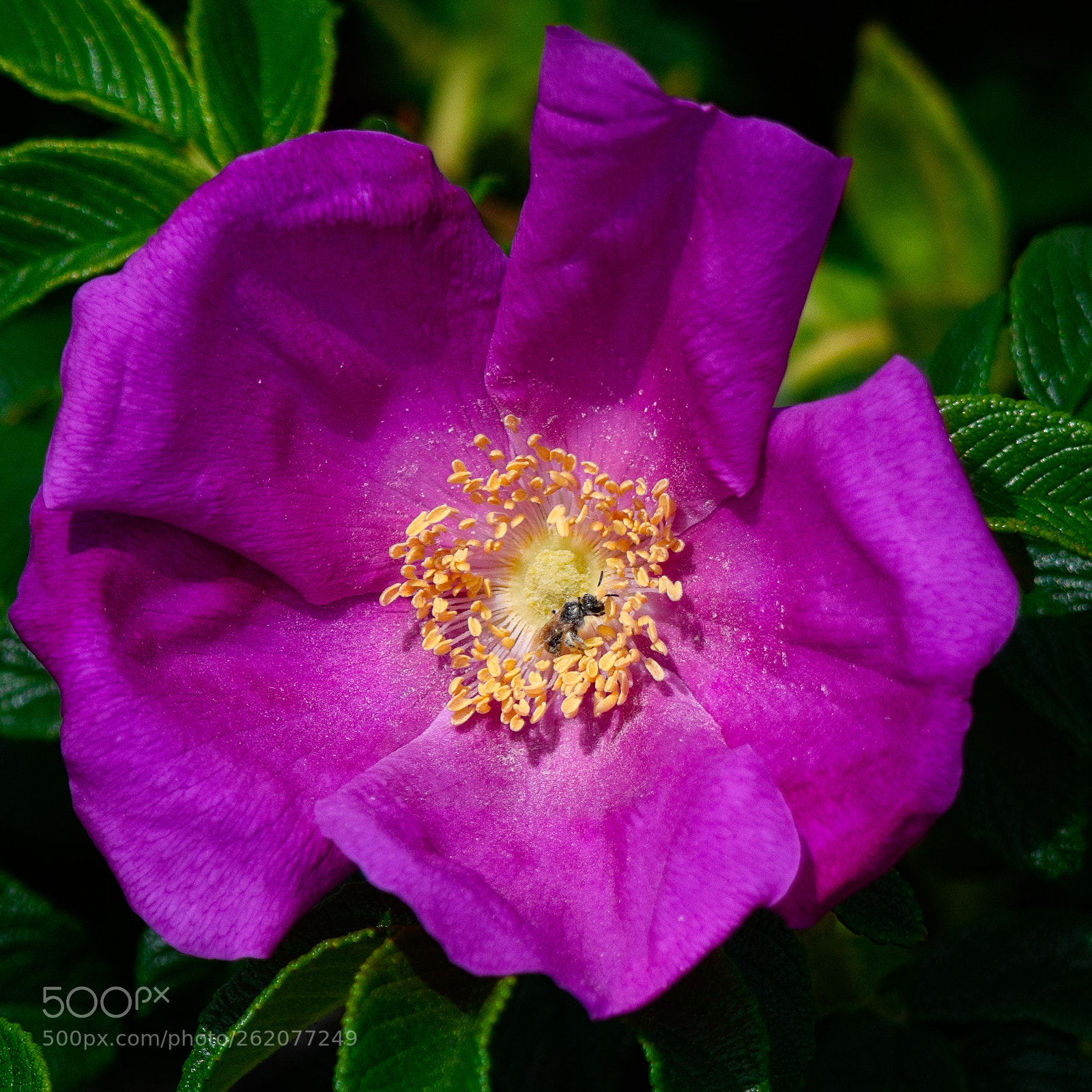 Nikon D850 sample photo. Cape cod rose aka photography