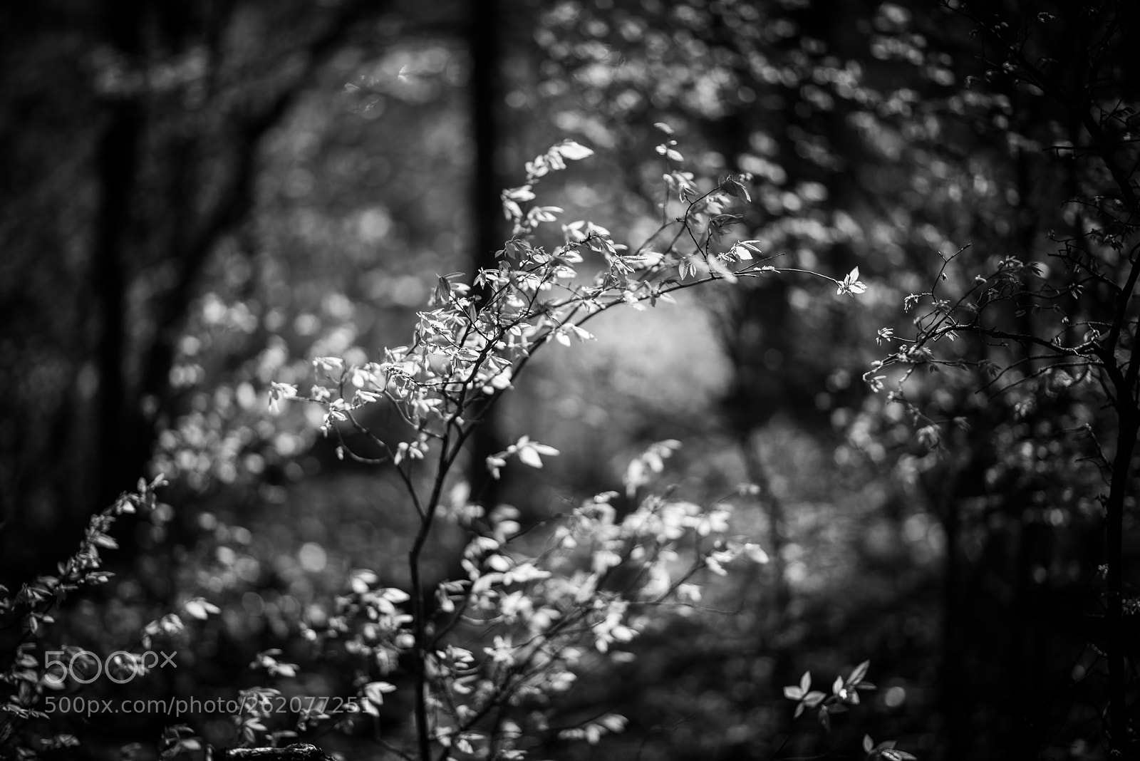 Nikon D750 sample photo. Springing photography