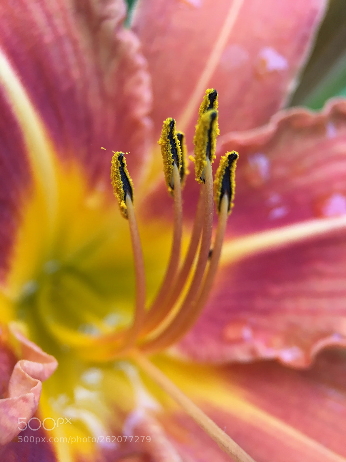 Apple iPhone 6s sample photo. Consider the lilies photography