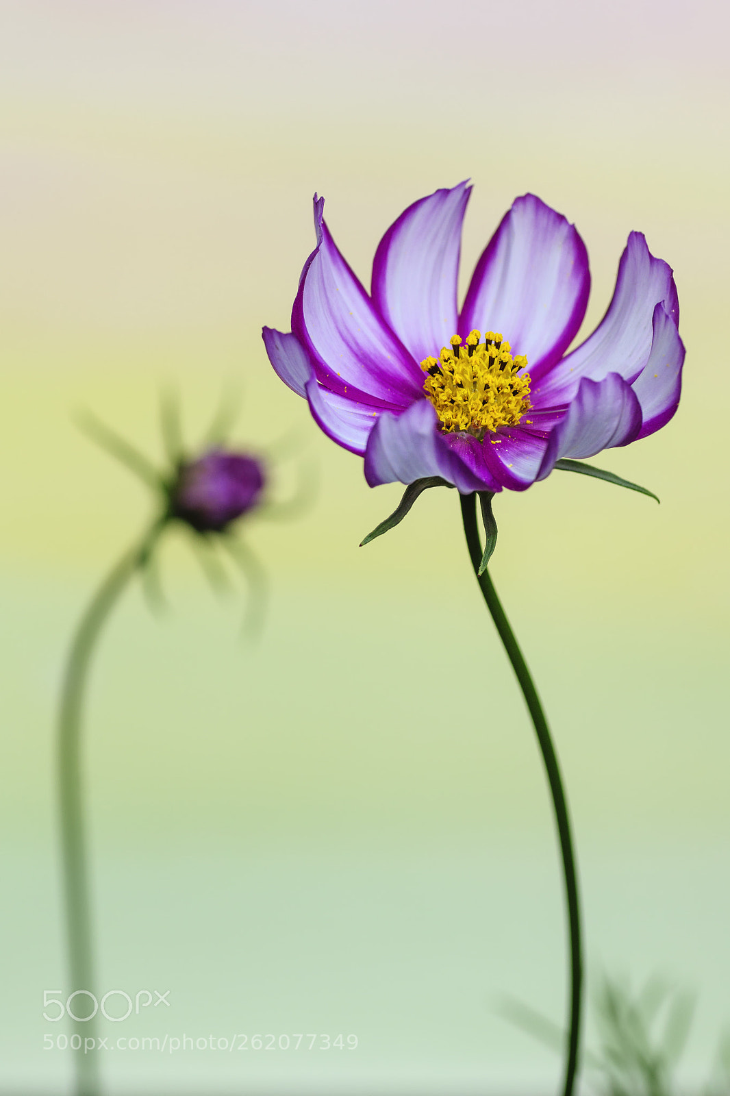 Sony SLT-A65 (SLT-A65V) sample photo. Cosmos and bud photography